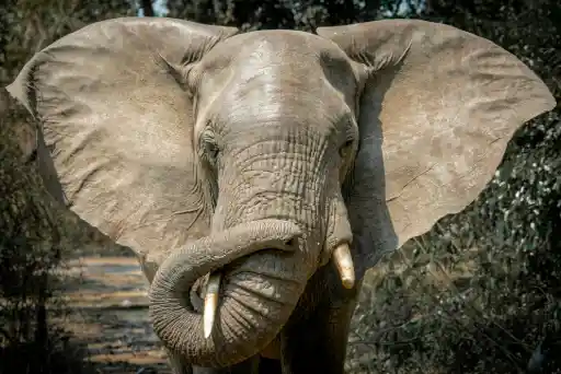 An elephant with tusks standing in front of trees